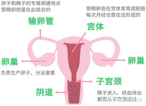 陰蒂|阴蒂，为快乐而生的器官